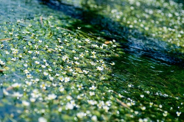 Appreciating Nature in Japan