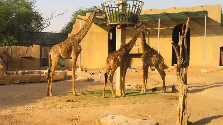 حديقة حيوان الرياض