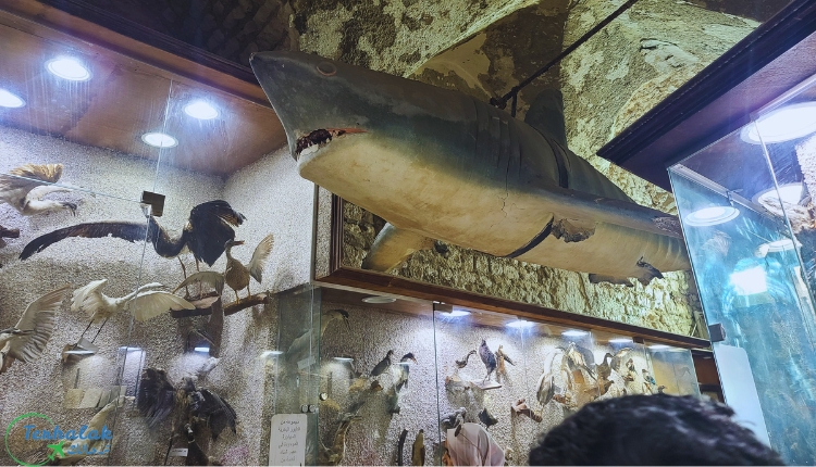 ماذا يوجد داخل متحف الأحياء المائية بالاسكندرية
