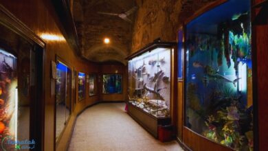 متحف الأحياء المائية بالاسكندرية