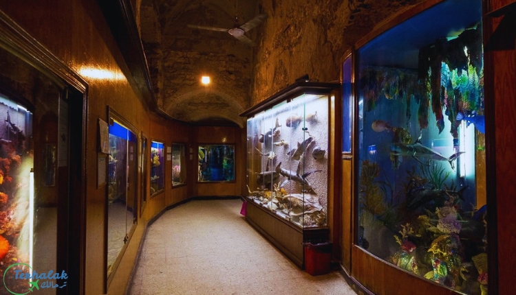 متحف الأحياء المائية بالاسكندرية