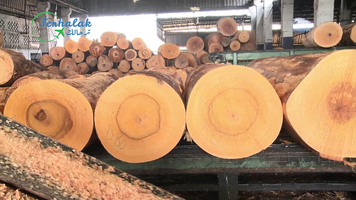 صناعة أشكال من خشب الأشجار